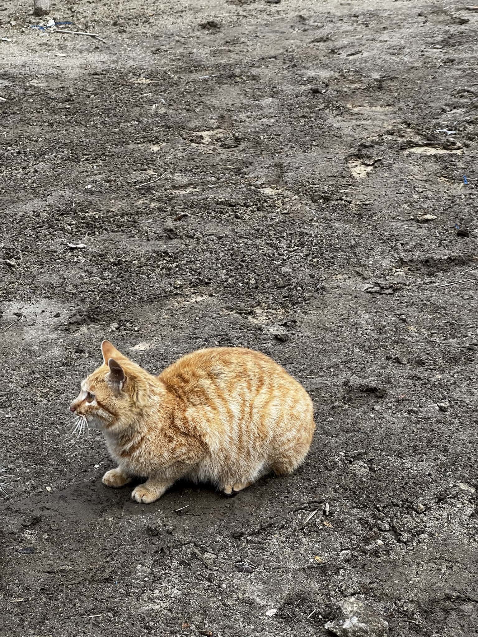 绝望坡下的橘猫，抓了学妹